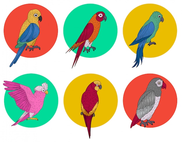 Exotic parrot. tropical bird. various parrots. different birds. set of birds. hand drawn