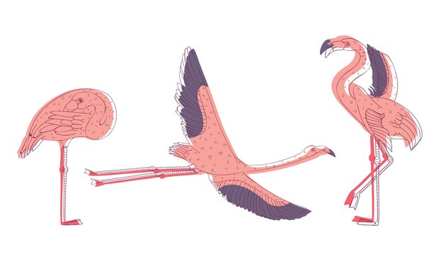 Vector exotic pink flamingos in standing pose and with spread wings vector set