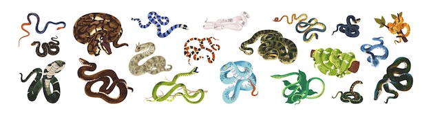 Exotic snakes set Tropical green bush viper serpent cobra wild anaconda rainbow boa mamba tiger keelback krait twisted python Flat vector illustrations isolated on white background