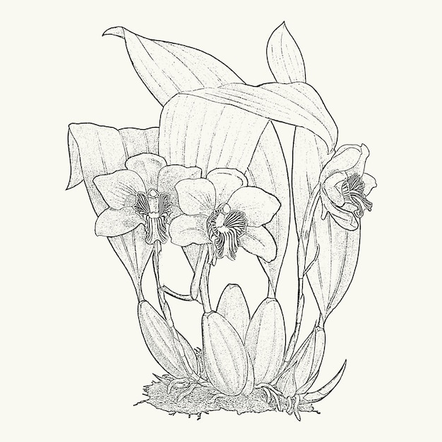 Exotic tropical cattleya orchid flower line art poster Botanical drawing in engraving style