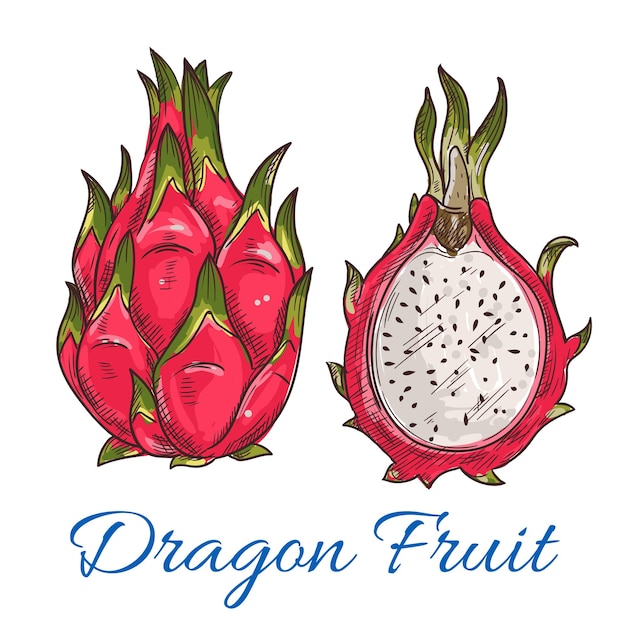 Exotic tropical dragon fruit or pitaya sketch