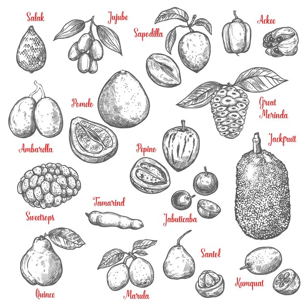 Vector exotic tropical fruits vector sketch