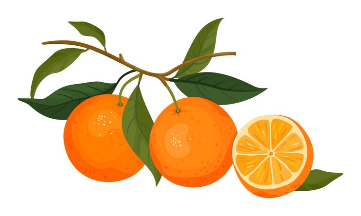 Vector exotic tropical juicy citrus fresh fruit tangerine with leaves hand drawn abstract oranges