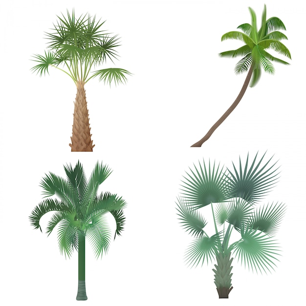 Exotic tropical realistic palm tree collection set.