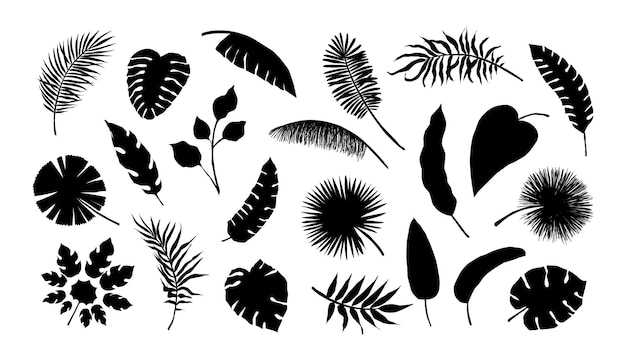 Exotisch blad silhouet Tropische monstera en bananenboomtakken Zwart-wit kokospalmbladeren Zomer gebladerte Geïsoleerde jungle planten Vector decoratieve natuurlijke elementen set