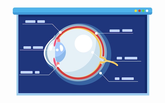 Вектор Объяснение анатомии человеческого глаза у доски. концепция научной и образовательной презентации