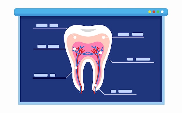 ボードで人間の歯の解剖学について説明します。科学と教育のプレゼンテーションのコンセプト