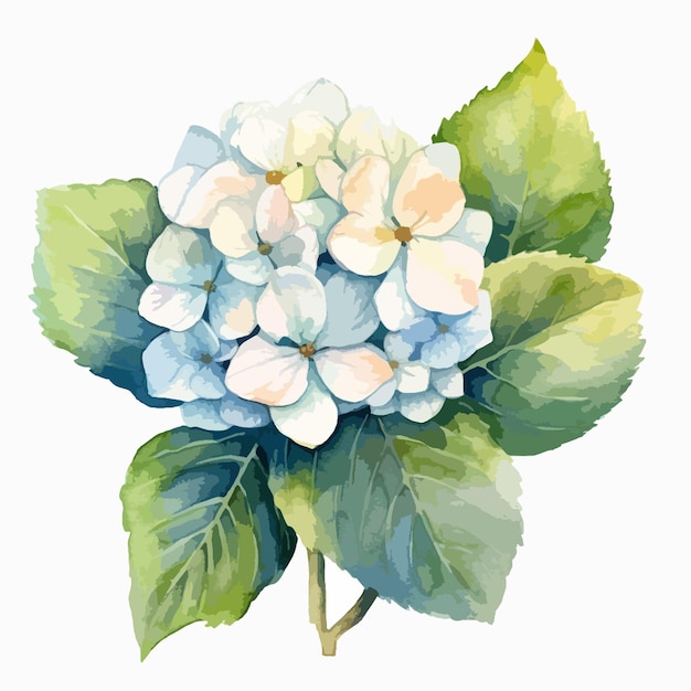 Expressieve aquarel afbeelding die de charme van een hortensia bloem vastlegt