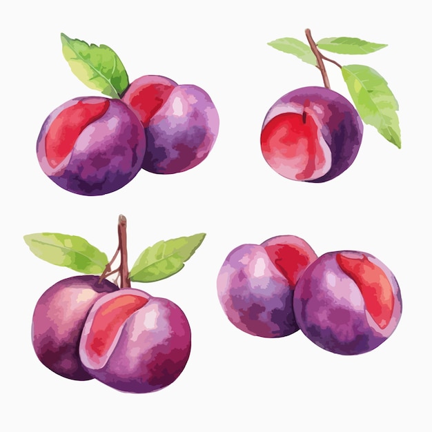 Vector exquisite plum illustration in watercolor