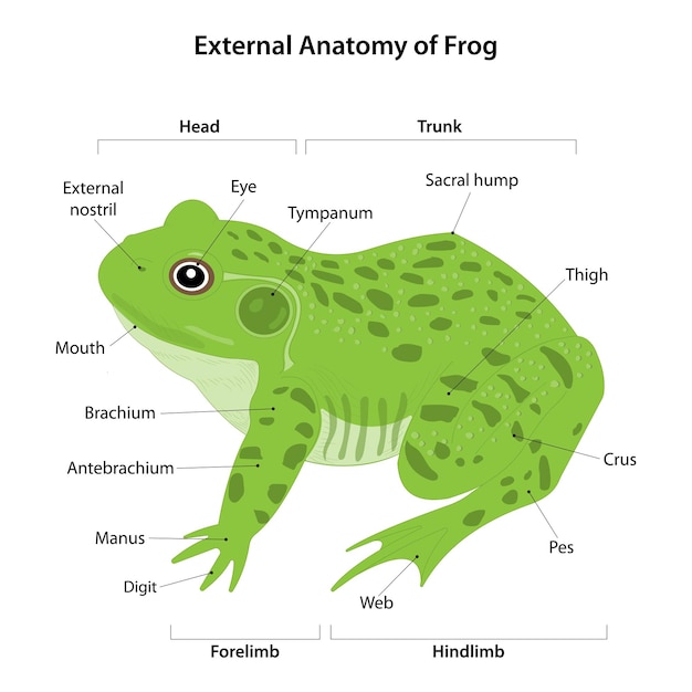 Vector external anatomy of frog