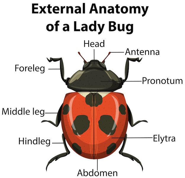 External Anatomy of a Lady Bug on white background