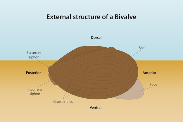 Struttura esterna di un bivalve