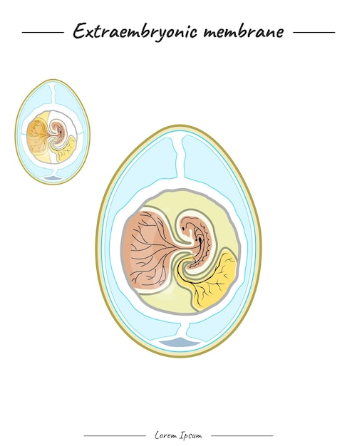 Vector extraembryonic membrane template