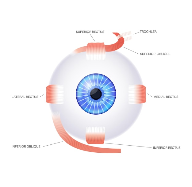 Extraocular muscles anatomy