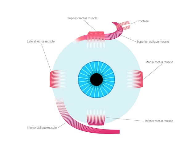 Extraocular muscles anatomy