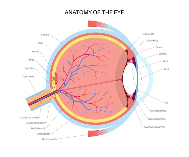 Anatomia oculare struttura dell'occhio umano infografica retina esterna e sclera iris vettore medico