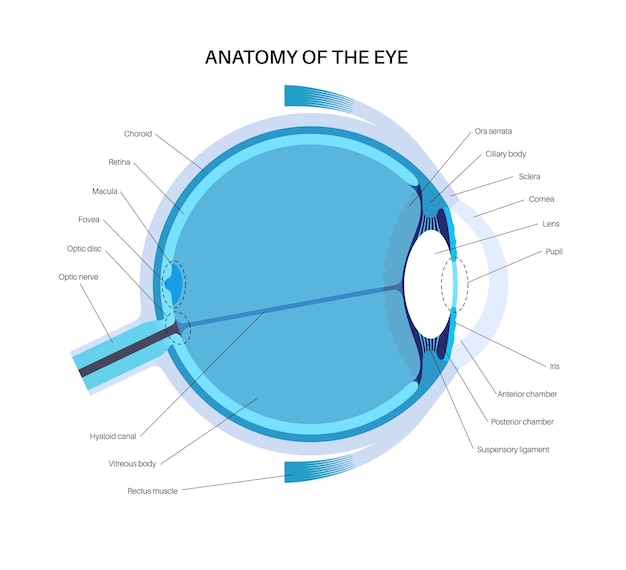 Vettore anatomia oculare struttura dell'occhio umano infografica retina esterna e sclera iris vettore medico