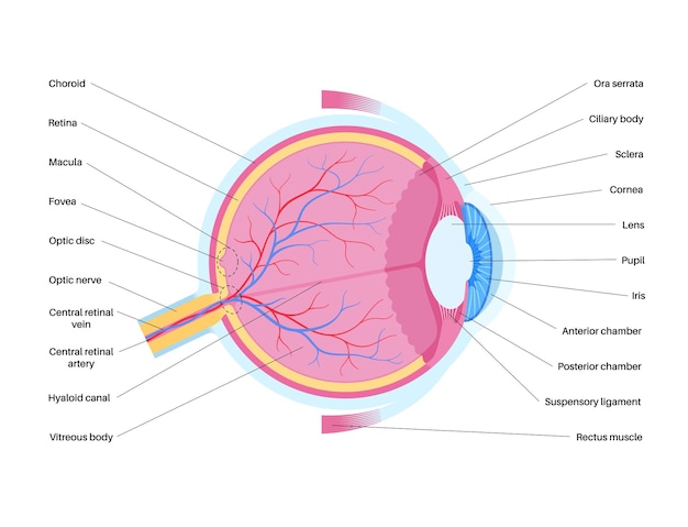 ベクトル 眼の解剖学 人間の眼の構造 インフォグラフィック 外側の網膜と<unk>状虹彩の医学的ベクター
