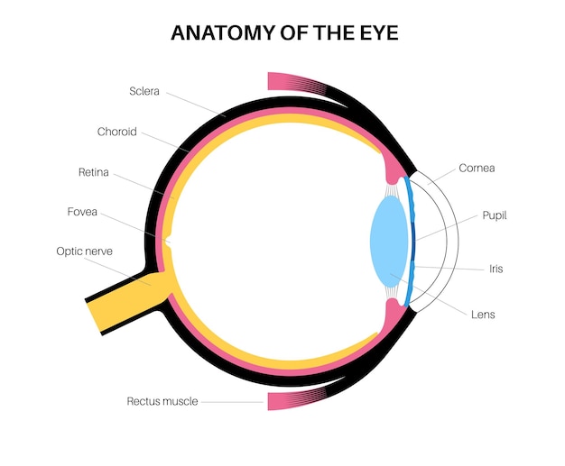 Анатомия глаза структура человеческого глаза инфографика внешняя сетчатка и склера радужной оболочки медицинский вектор