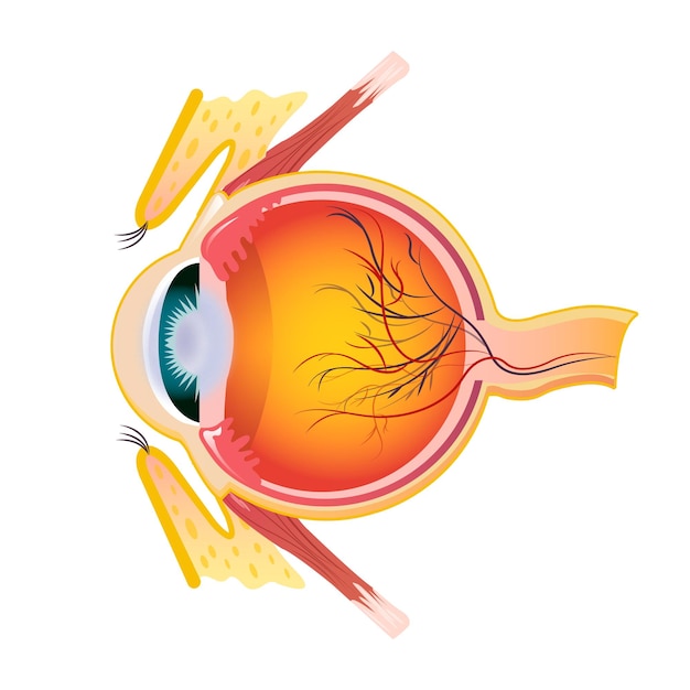 eye cross icon cartoon of eye cross vector icon for web design isolated on white background