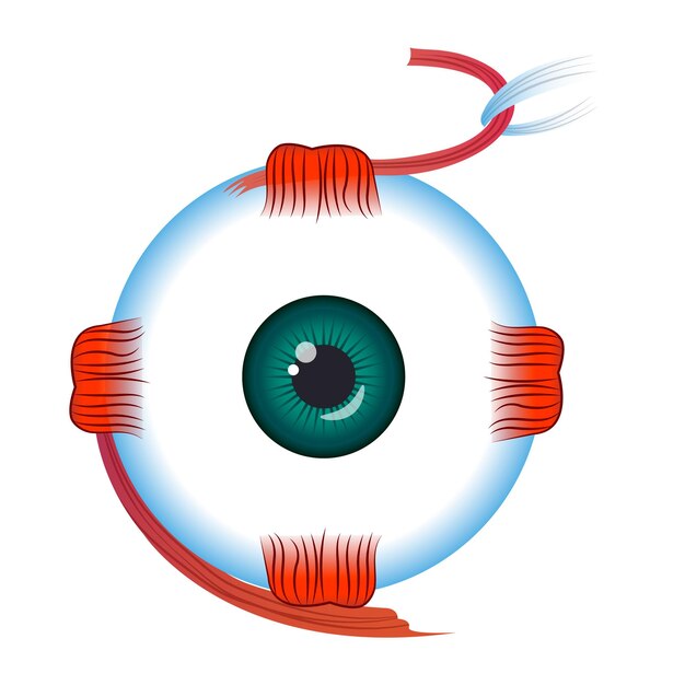 Вектор Значок глаза мультфильм иконки вектора глаза для веб-дизайна изолирован на белом фоне