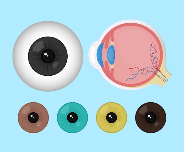 Vector eyeball illustration set optic medical lens vector drawing hand drawn style