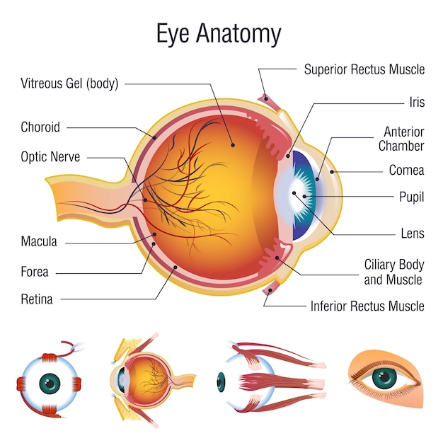 Icone infographic di anatomia del bulbo oculare messe