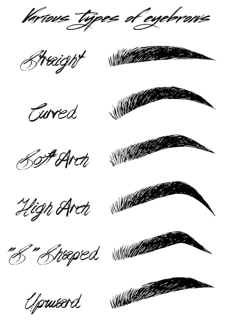 Vector eyebrow shapes various types of eyebrows