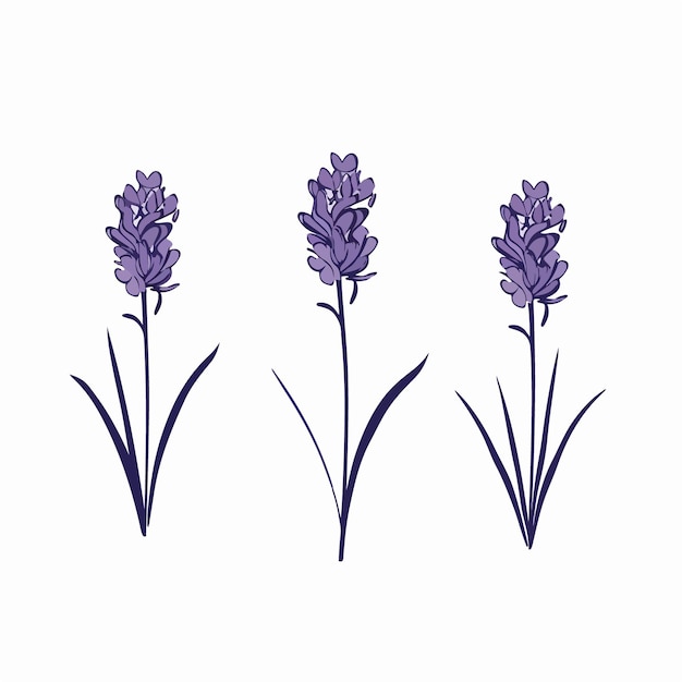 Eyecatching hyacinth illustration with intricate linework