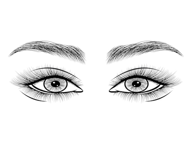 Vector eyelashes and brow drawing vector on white background