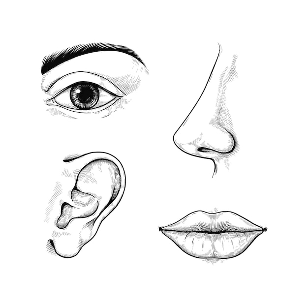 Face sketch Engraved ear and nose Eye with brow Outline mouth lips Hand drawn human organs Body listen and taste Smell senses Vector isolated graphic monochrome elements set