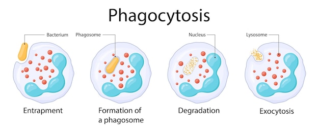 Fagocytose Neutrofiele opname van bacteriën mechanisme van het immuunsysteem Medische vectorillustratie