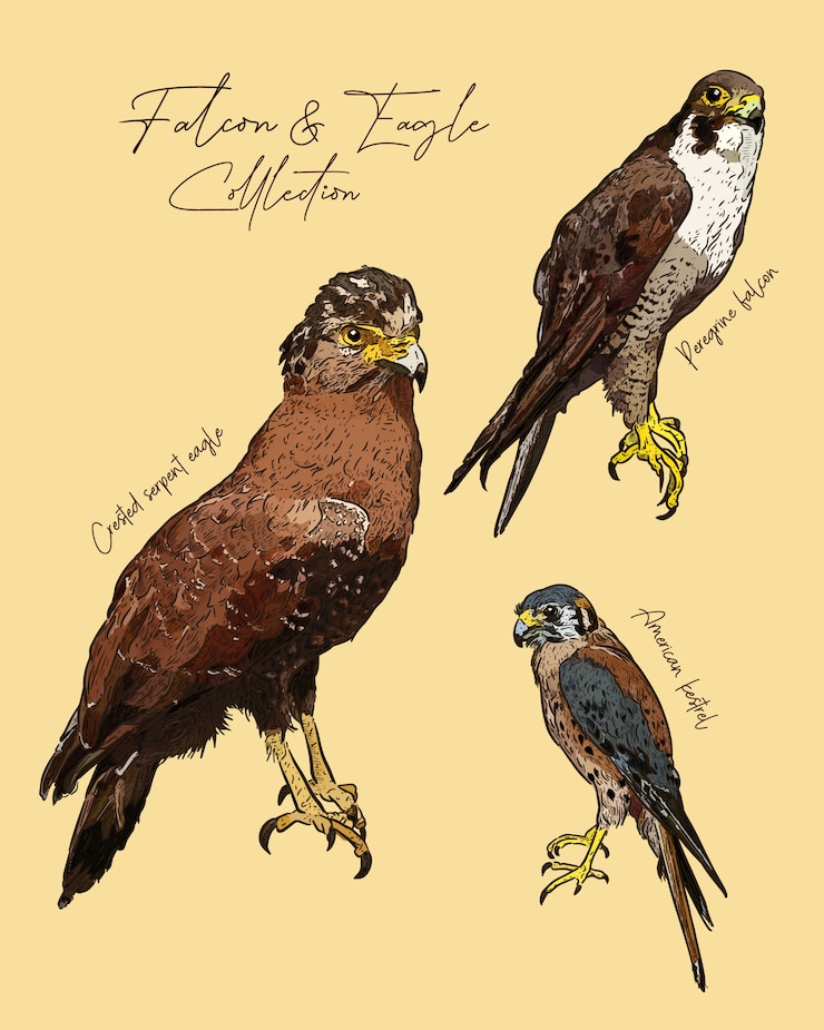 Vector falcon and eagle hand draw sketch .