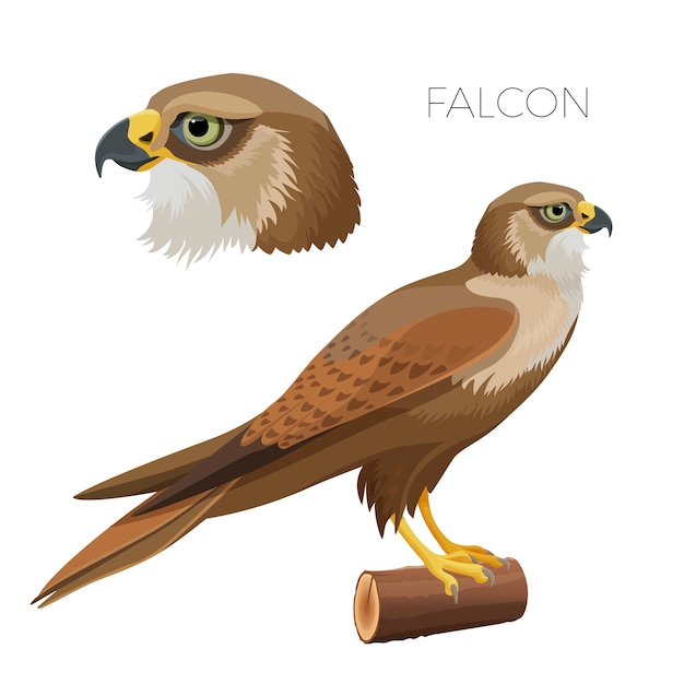 Falcone with bright green eyes head in profile and bird on piece of wood. predator with large wings and sharp beak isolated realistic  .