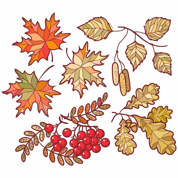 Fall Autumn leaves Hello autumn mountain ash maple oak birch fall leaves contour vector