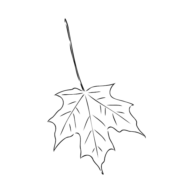 Premium Vector | Fall leaf clipart black and white leaf drawing vector