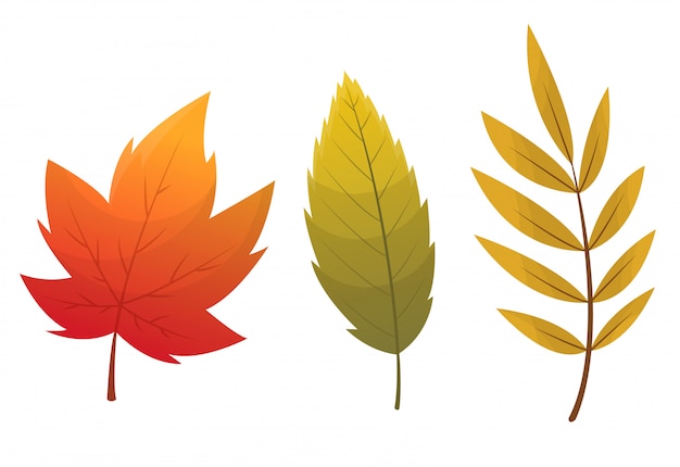 Fall leaf collection. set of autumn leaves, isolated