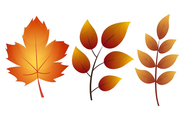 秋の葉のコレクション。秋の葉、白い背景で隔離のセットです。