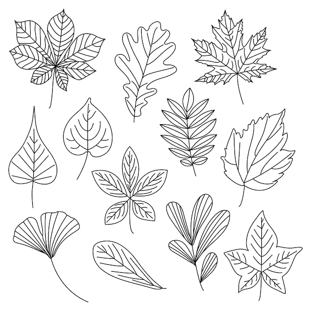 Fall leaves coloring elements