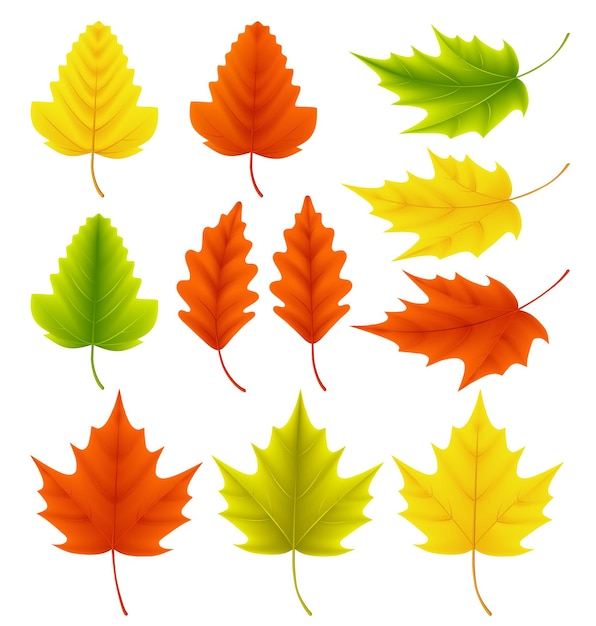 Векторная коллекция осенних листьев набор осенних листьев, таких как клен и дуб с разными цветами