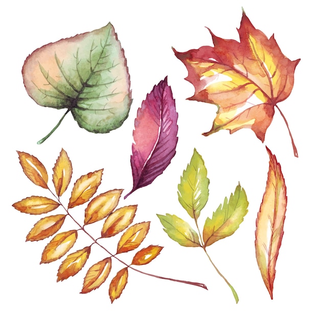 Vector fall leaves watercolor clipart