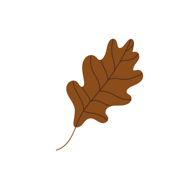 Fallen oak leaf isolated on a white background