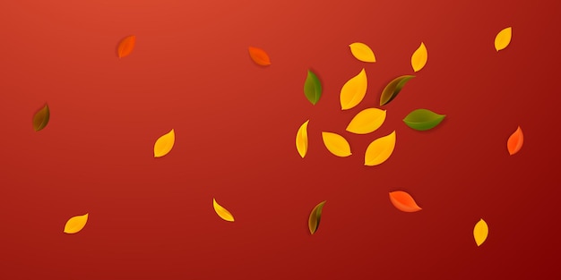 Falling autumn leaves. red, yellow, green, brown neat leaves flying. explosion colorful foliage on fabulous red background. captivating back to school sale.