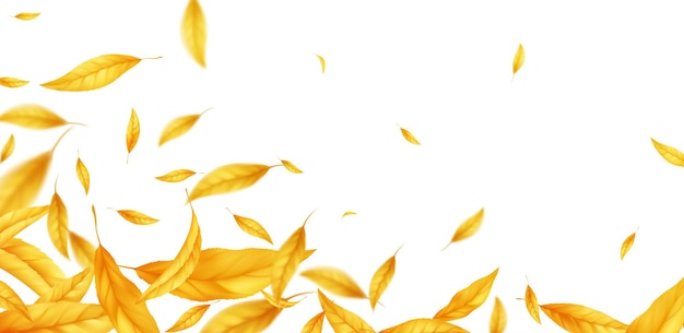 秋の空飛ぶ秋の背景を残します。白い背景で隔離の現実的な秋の黄色の葉。秋のセールの背景。ベクトルイラスト