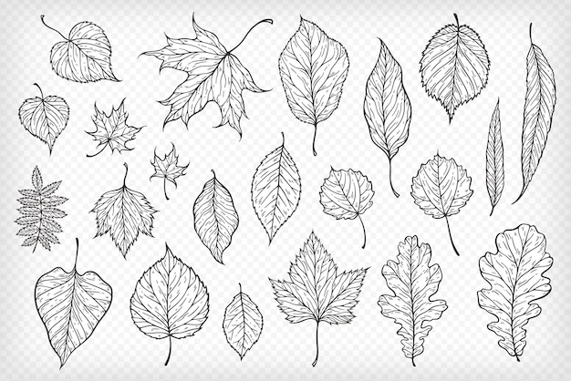 Векторная иллюстрация падающих листьев Декоративный графический черный контур коллекции осенних листьев