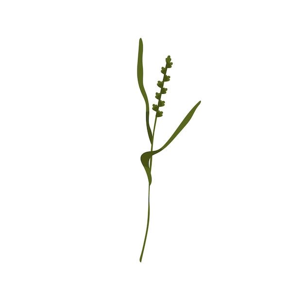 False oat-grass. Tall ornamental plant on thin stem with leaf. Botanical drawing of green onion couch. Flat vector illustration of Arrhenatherum elatius isolated on white background