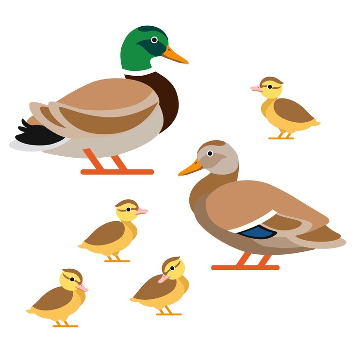 Familie van eenden in vectorstijl: eend, woerd en eendjes.