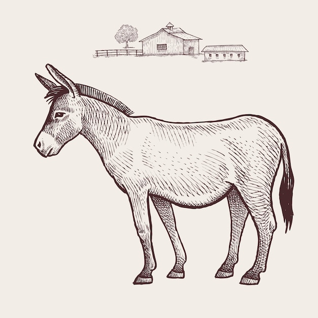 Farm animal Donkey.