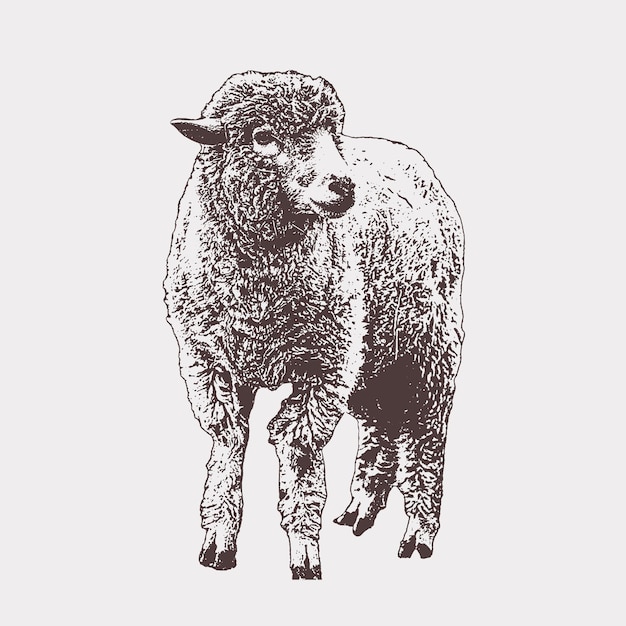 Farm animal. Sheep breeding. Vector sketch on a white background. Sheep meadow. Merino wool.