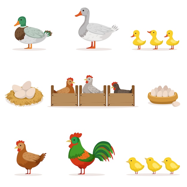 Farm birds grown for meat and for laying eggs, organic farming series of   illustrations with animals